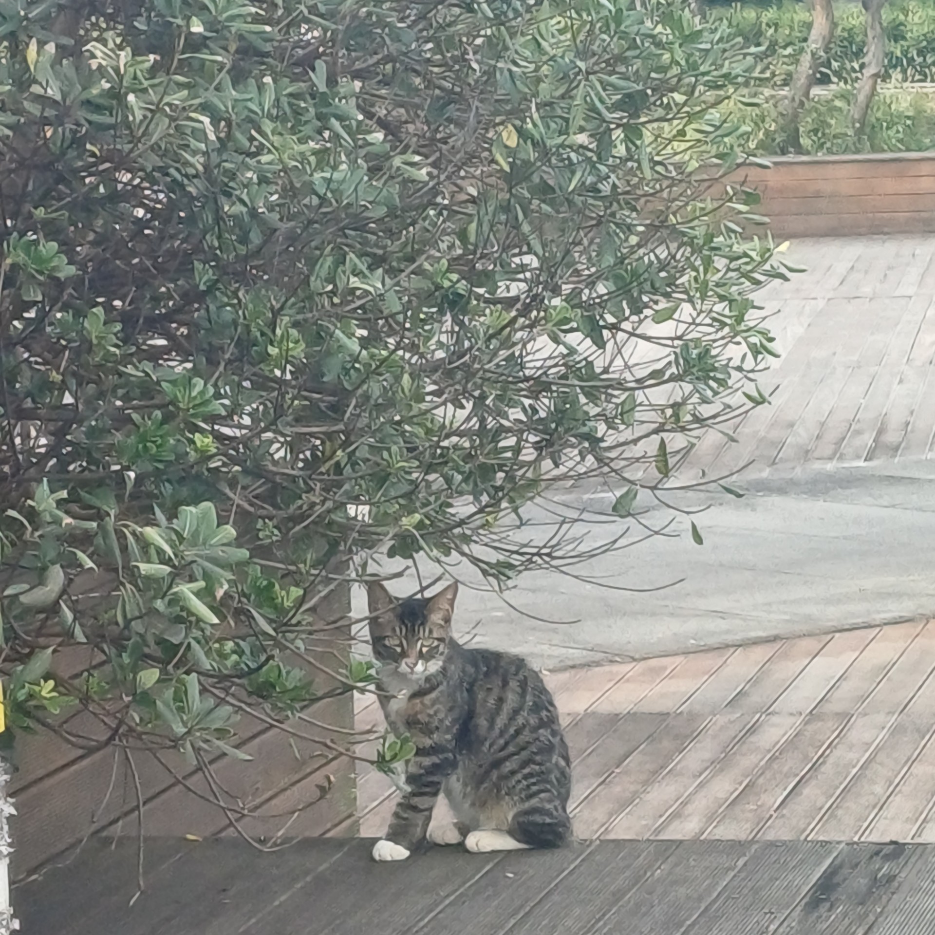 꼬부기