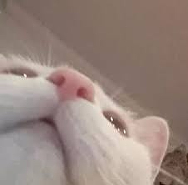 meow