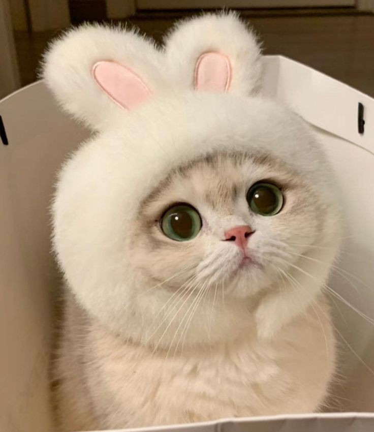 𓆩궁집냥이 유이ᵉᵒʷ𓆪