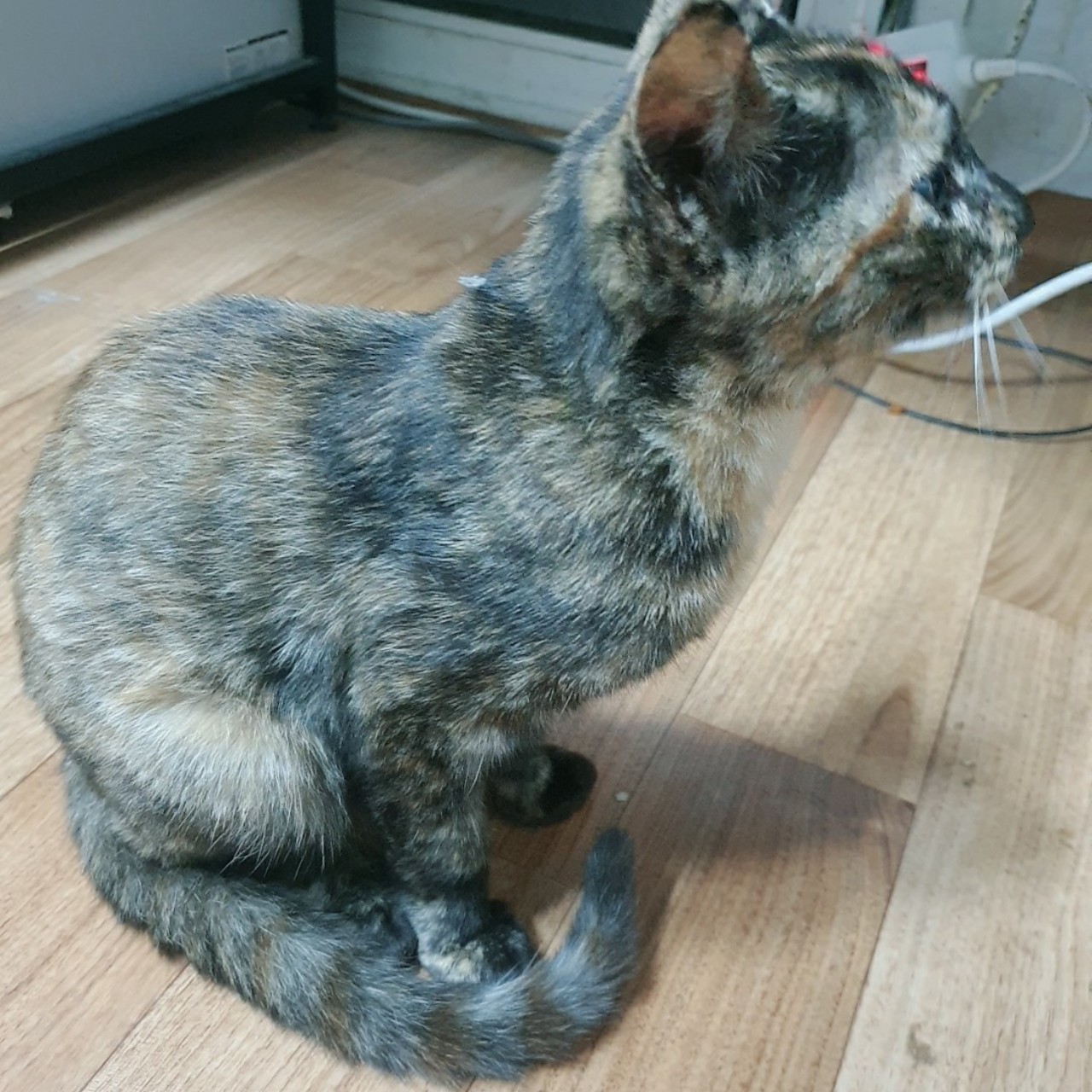 루루
