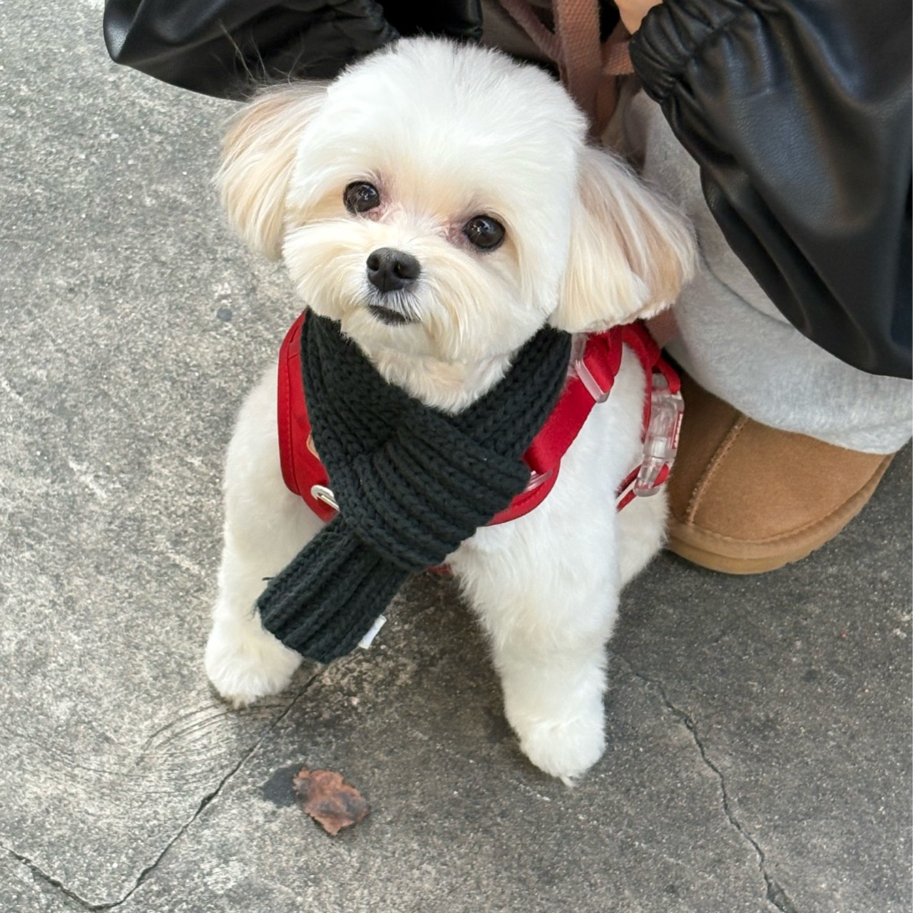 ᴺᴱ 달둥 루시 서느 하린