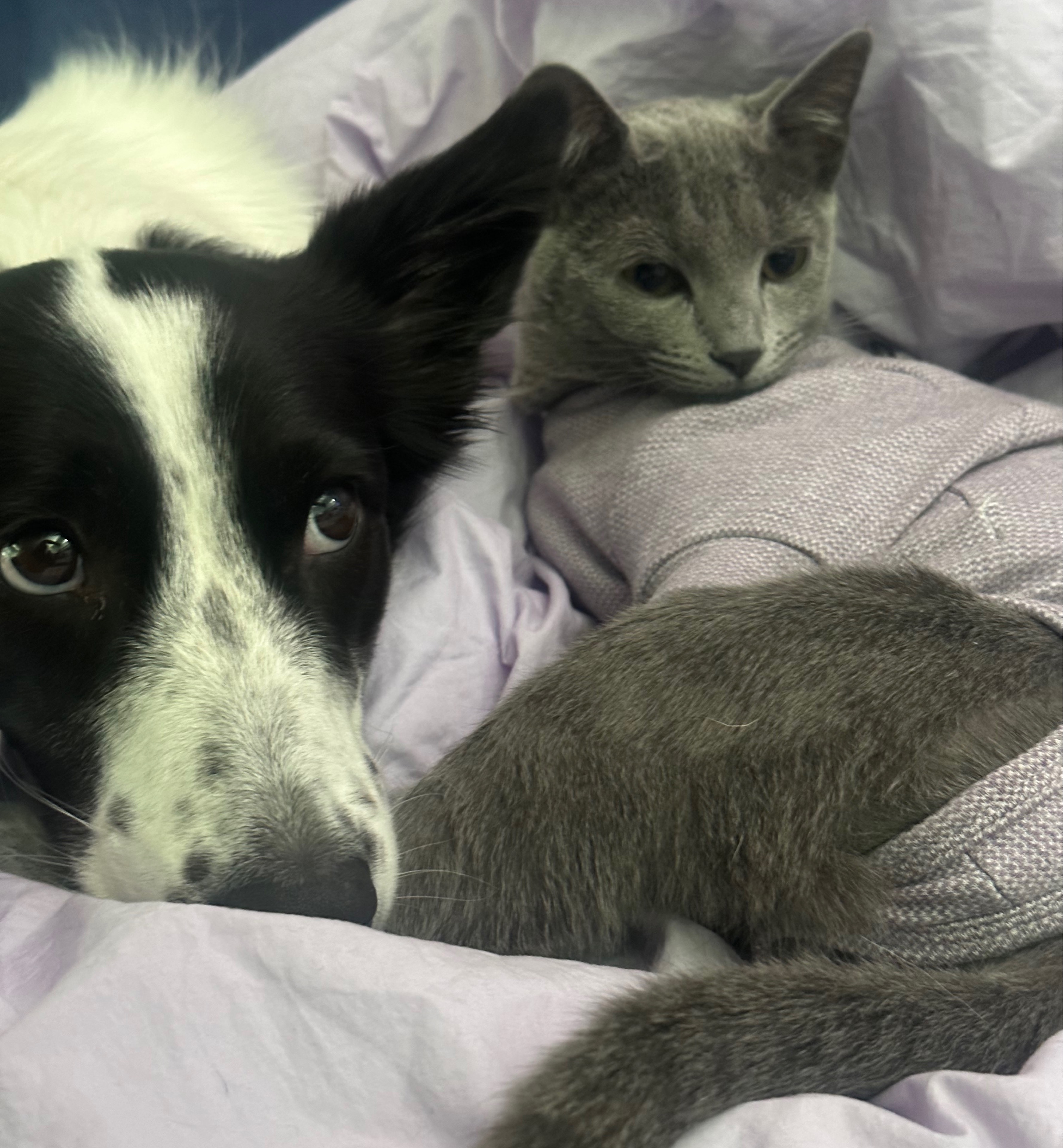 포 도 당 •̆₃•̑ 500 D-3