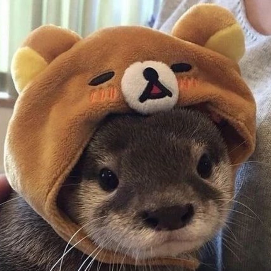 수달