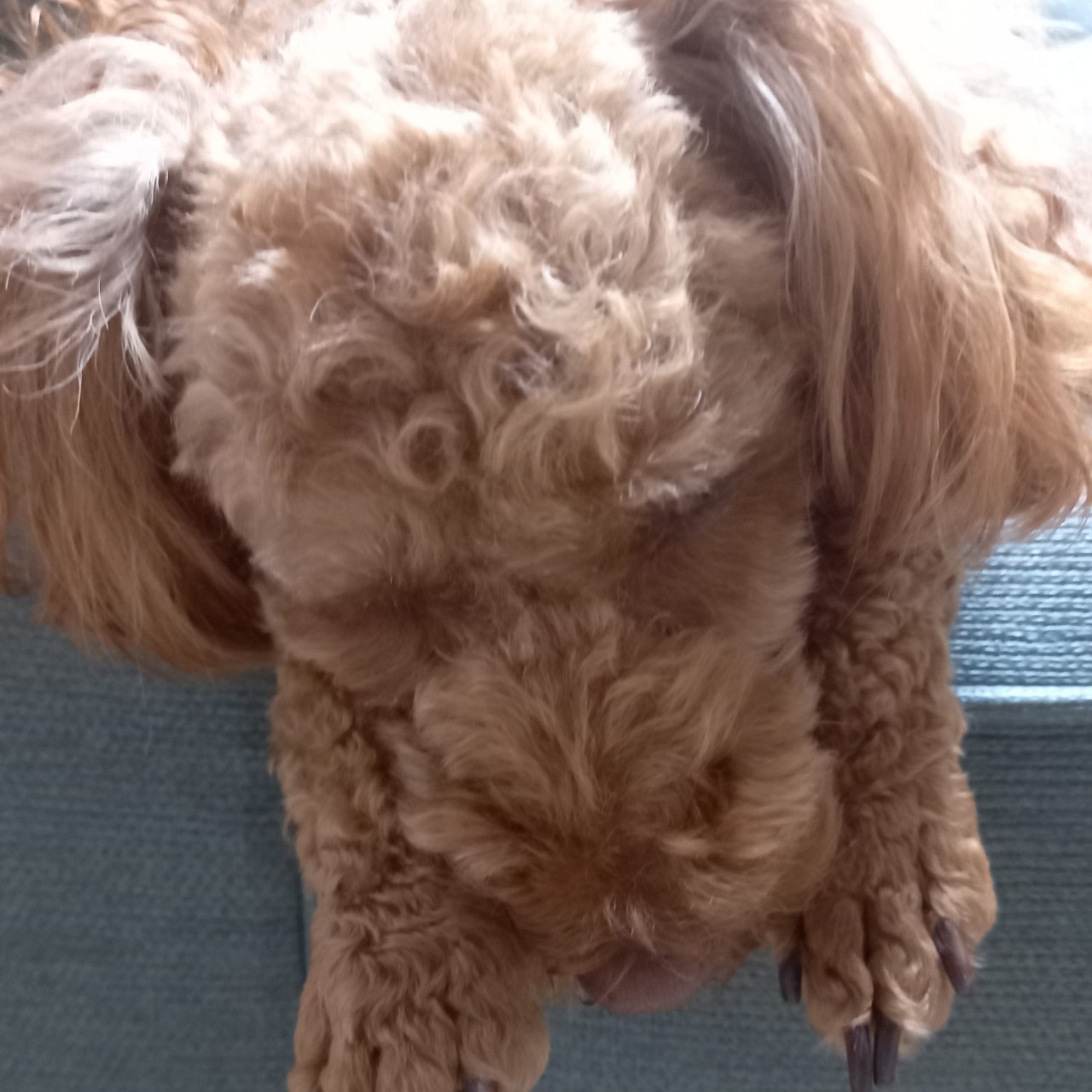 쩨뽀리(체뽀리)