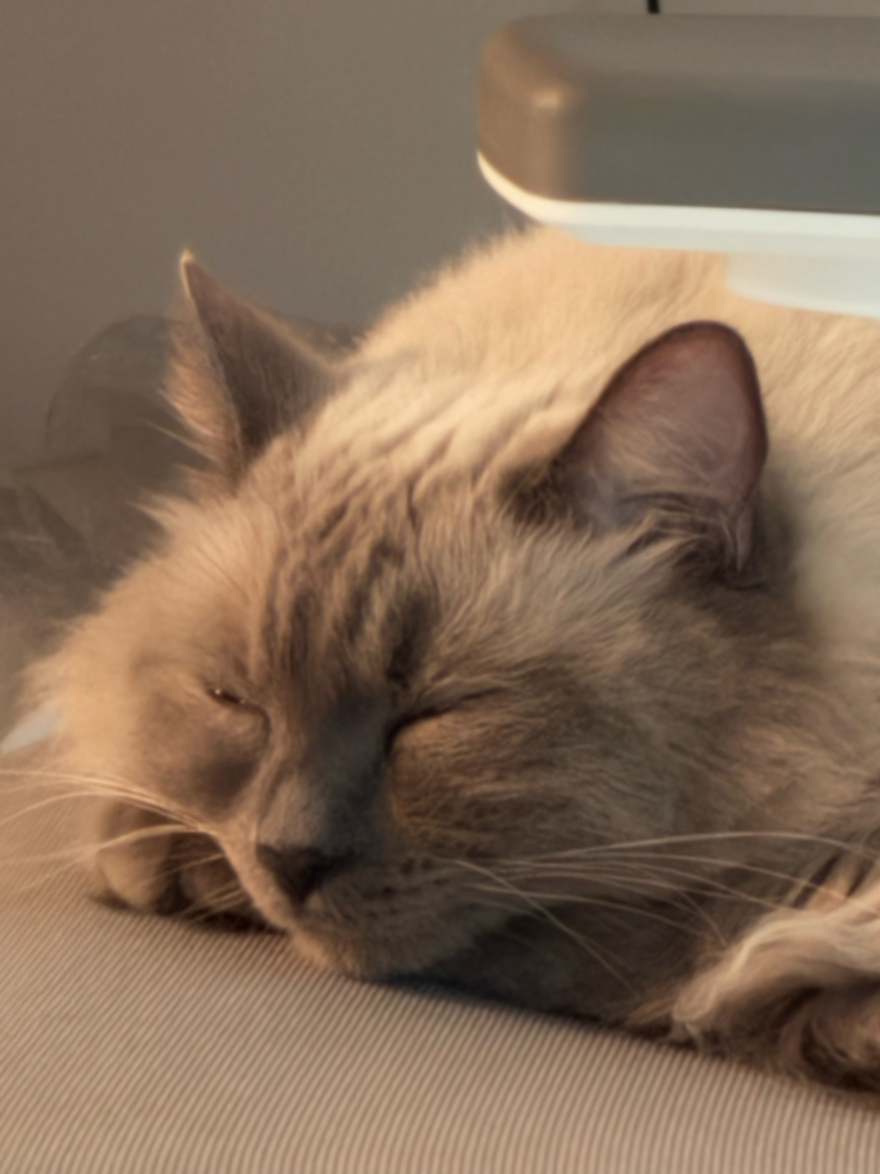 다해랑 미 쯔 ⋆☼*