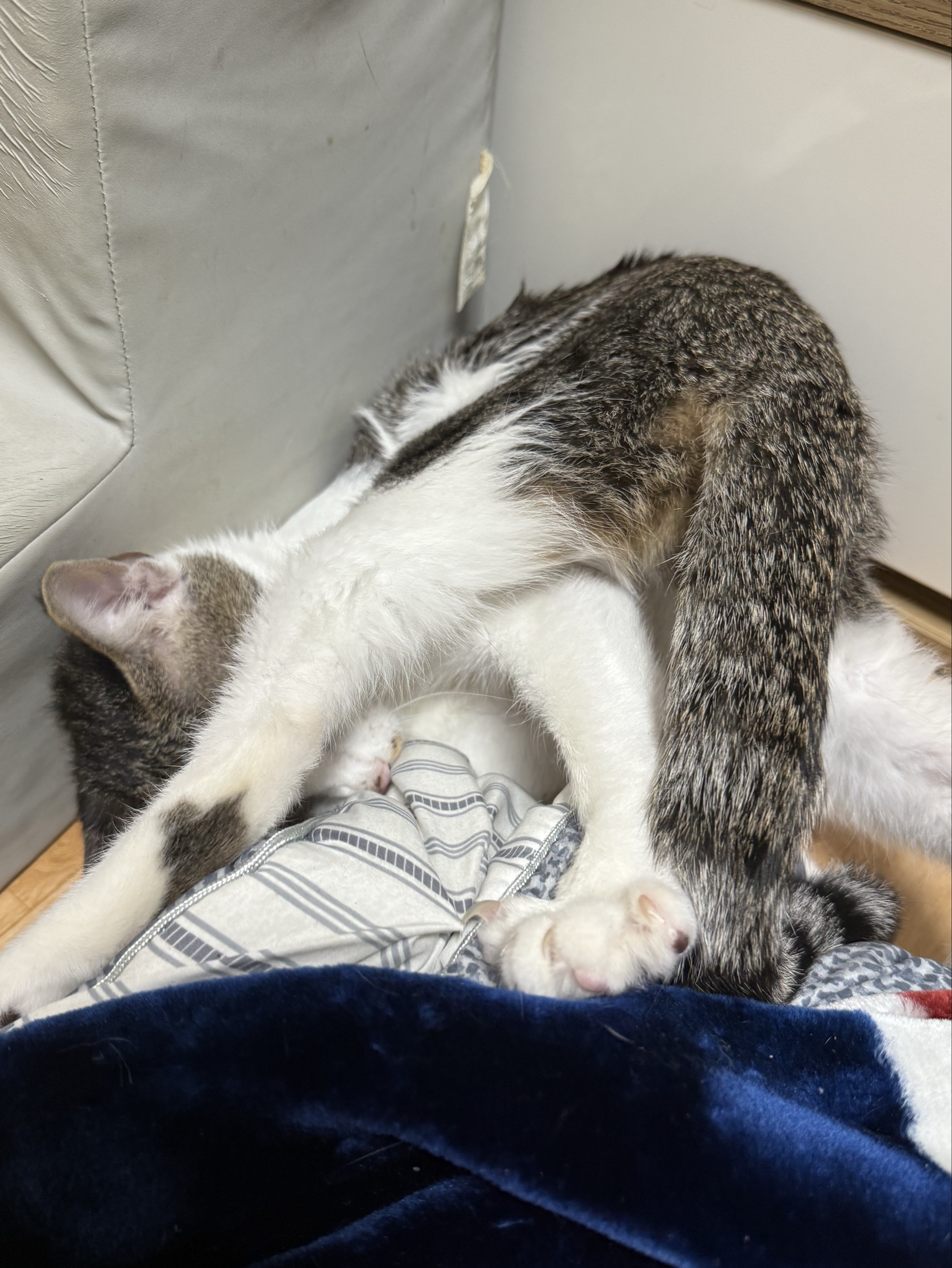 ʕ̯ 초 록 공 룡 𖤐₊˚ 𓆩ᴥ𓆪