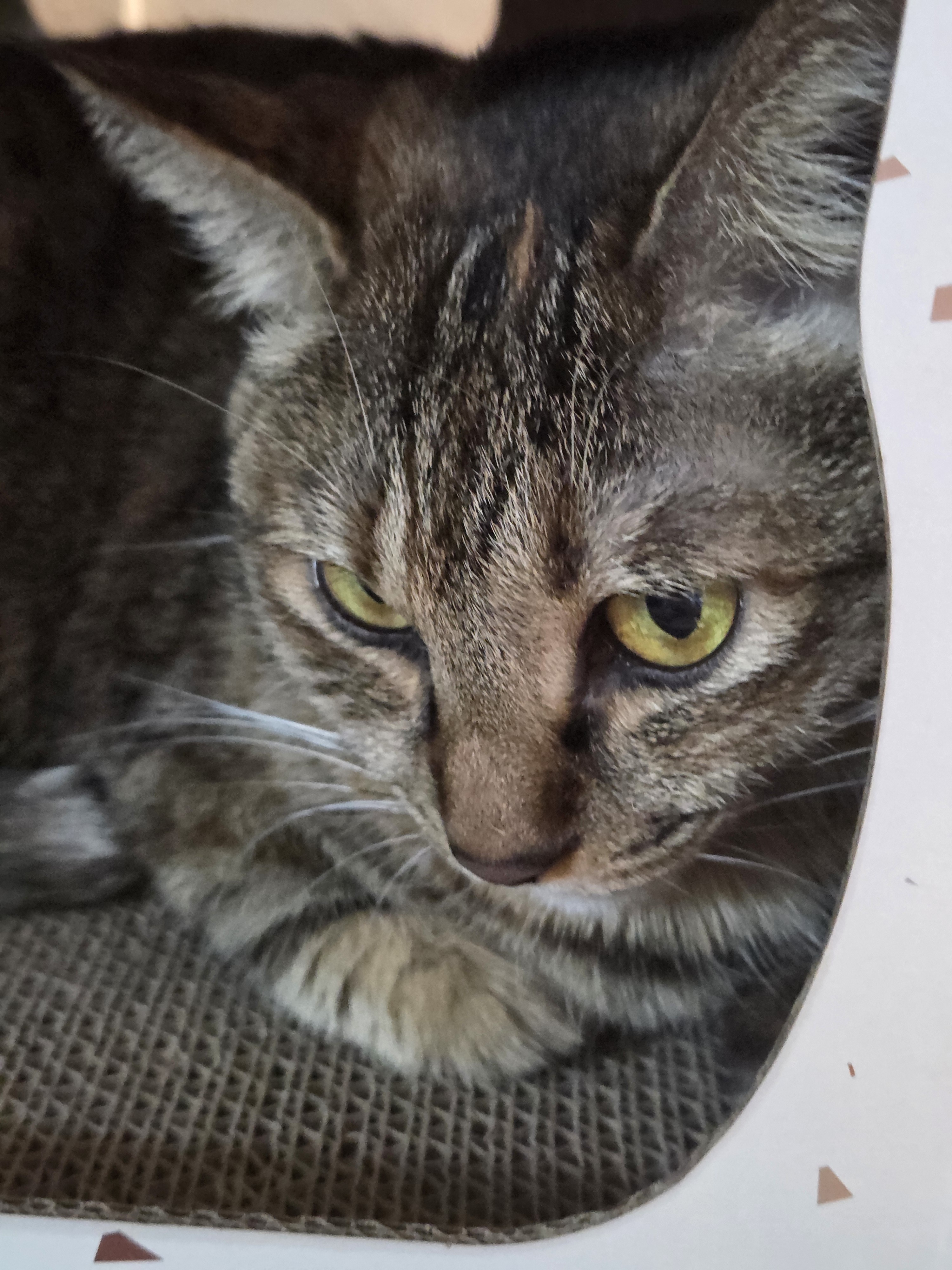 방종이 싫은 티모대장🐻