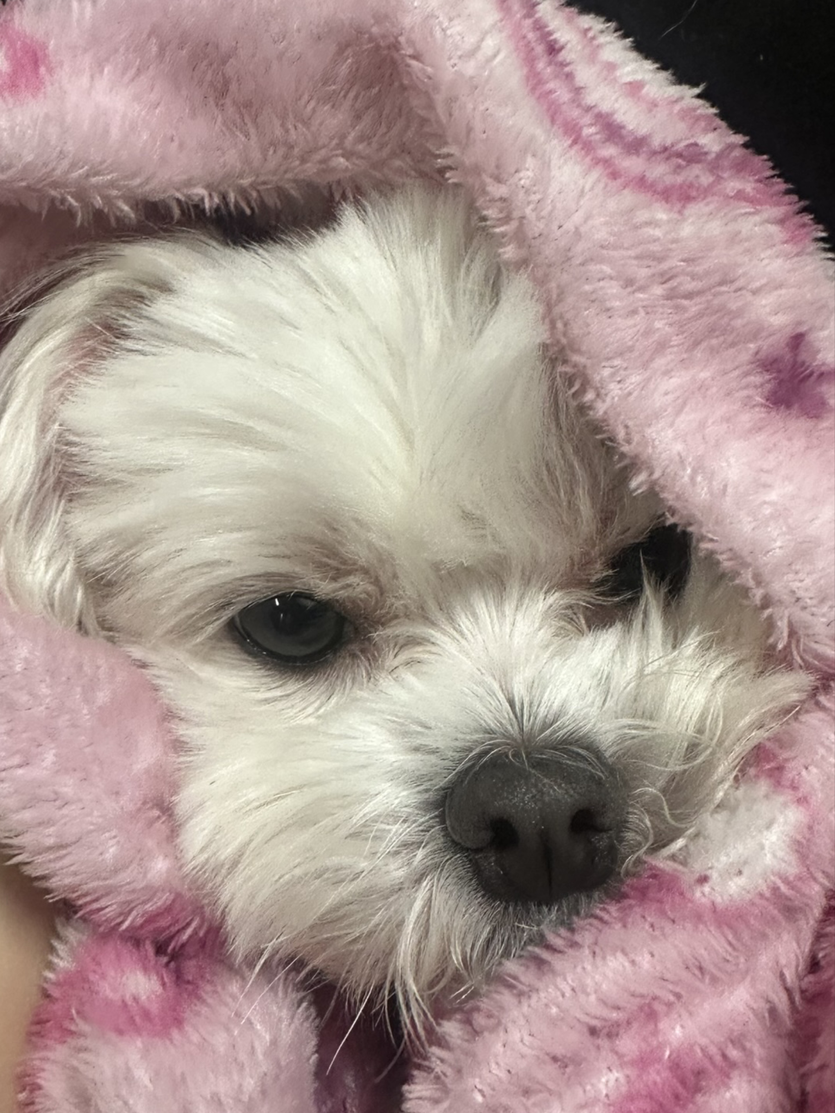 루 애 ૮꒰•༝  •。꒱ა