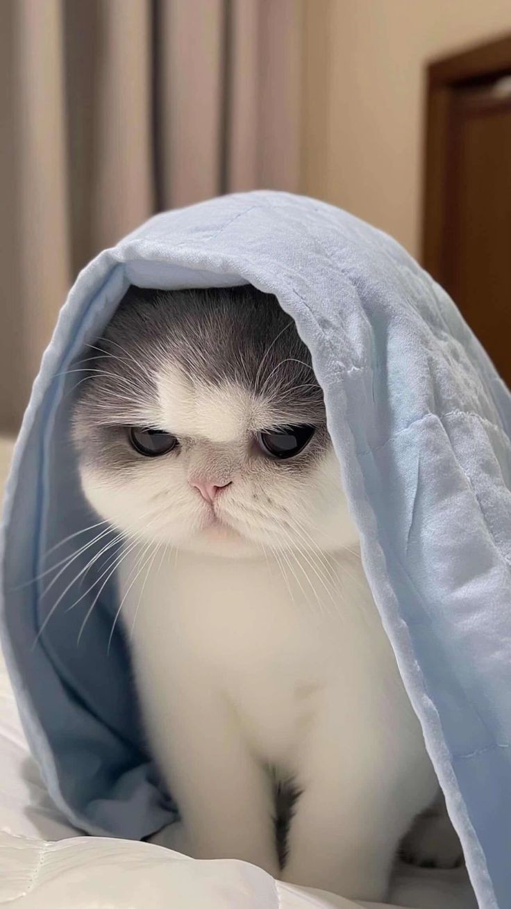 바보곰