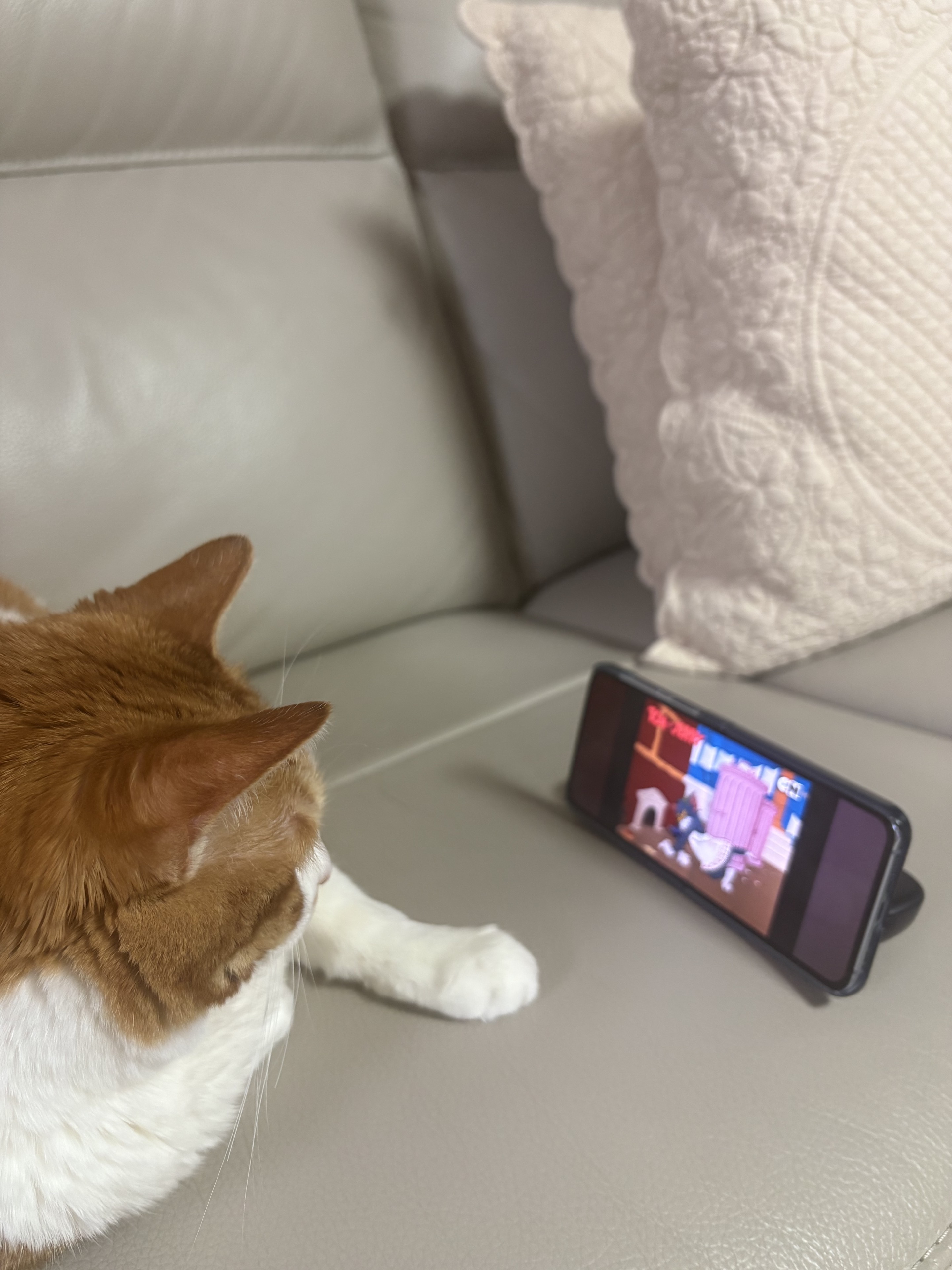 도 현 서̌̈ ⋆₊✰