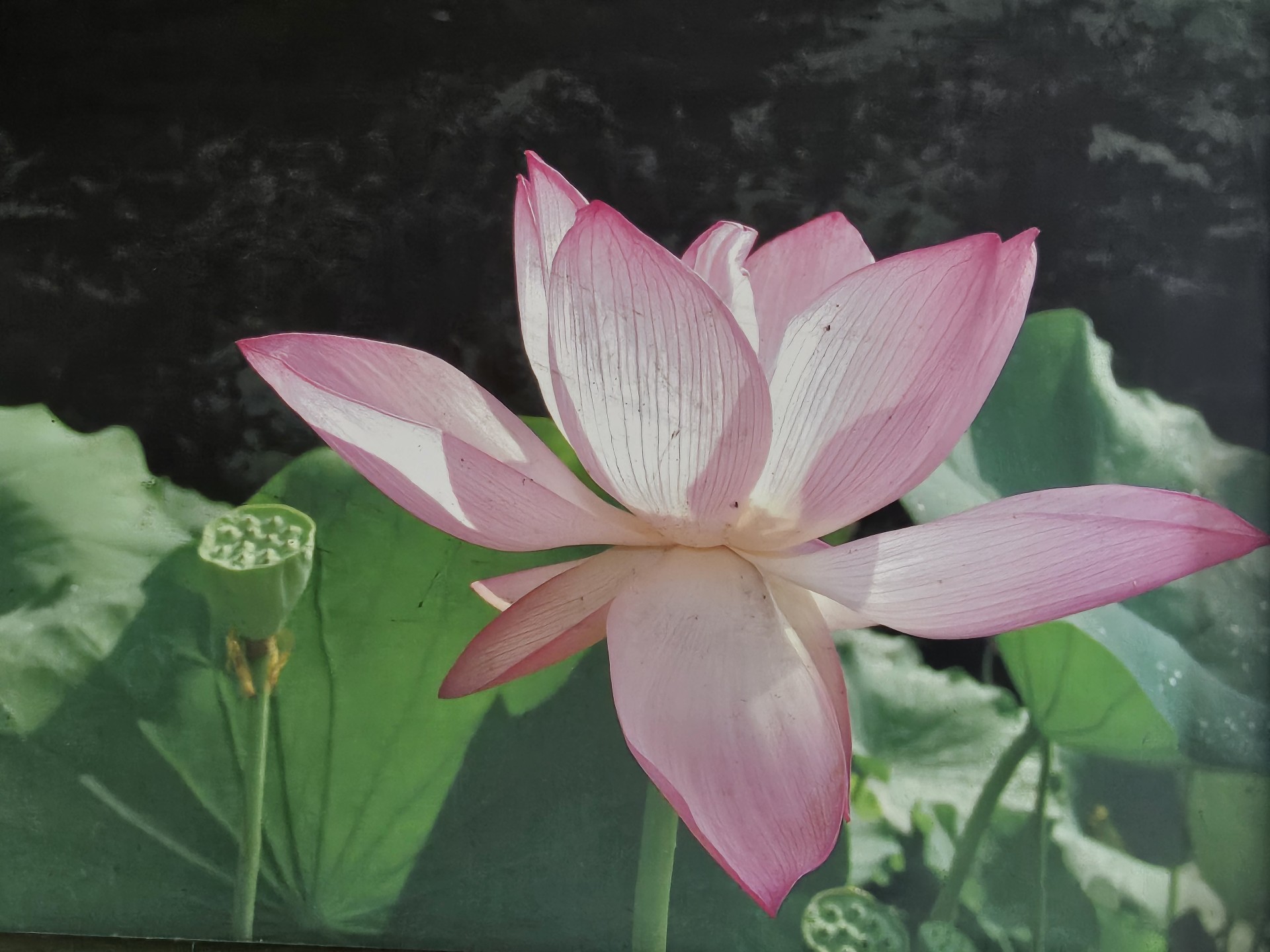 🕛 연꽃 ℒ-𝓁ℯ⍣❀ ໓๓♡꙳