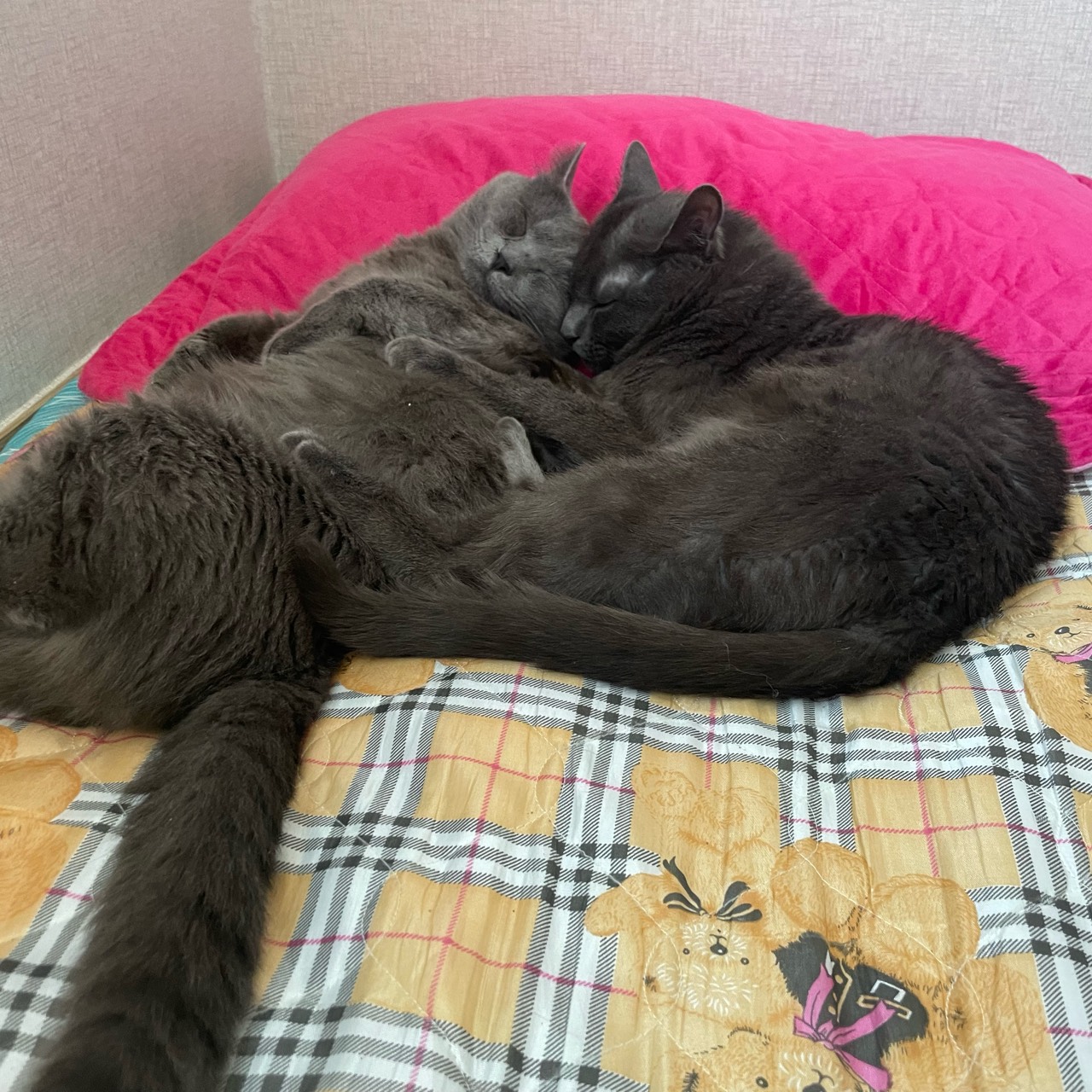 뚜리            🌡