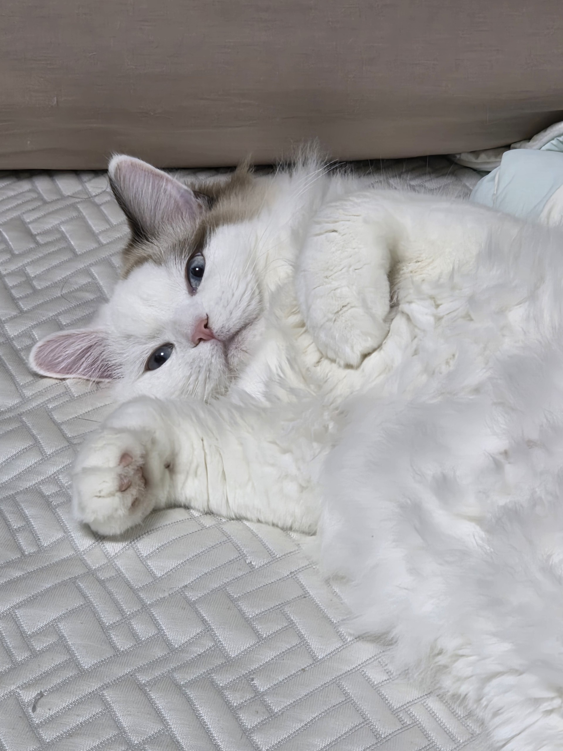 고양이는 귀여워