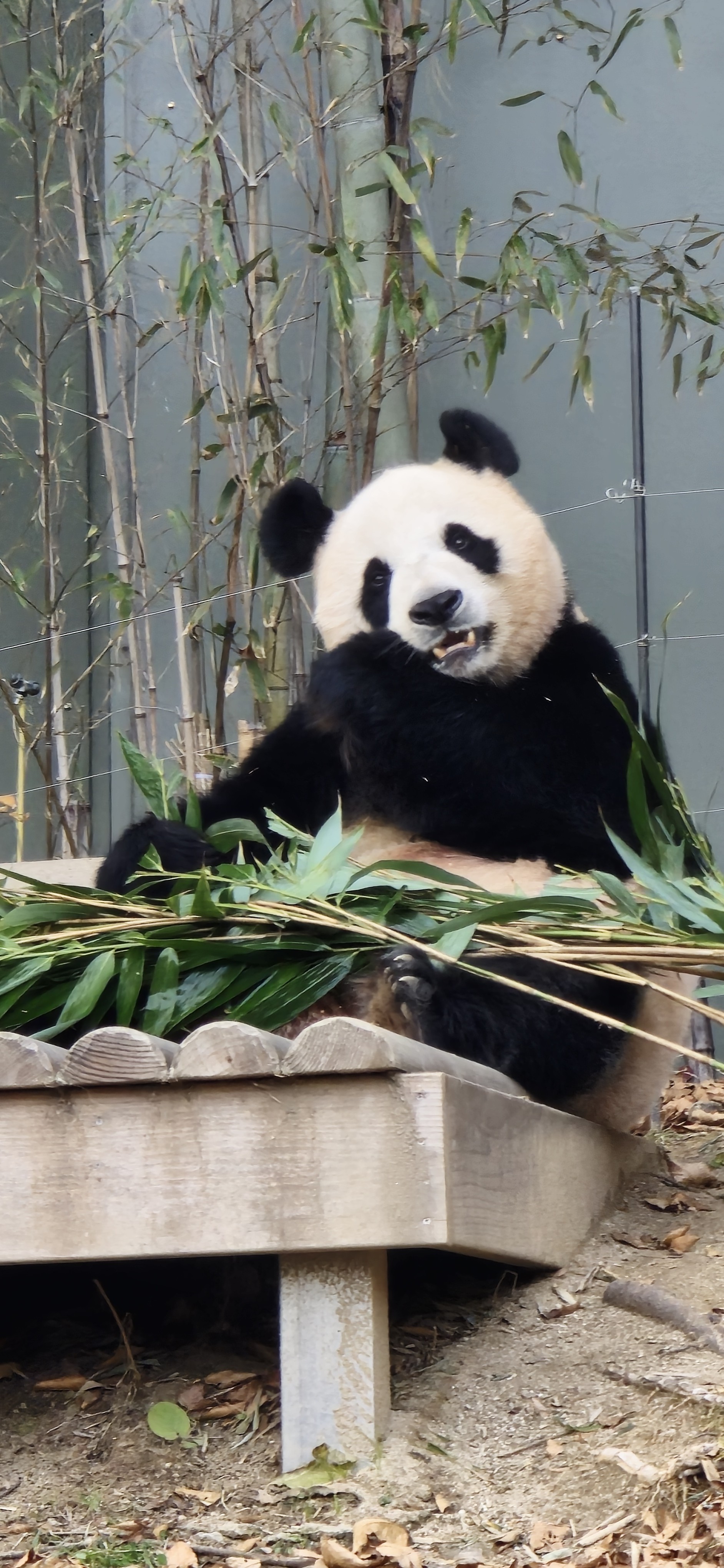 팝블리와 썸타는 견우