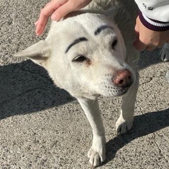 복순이