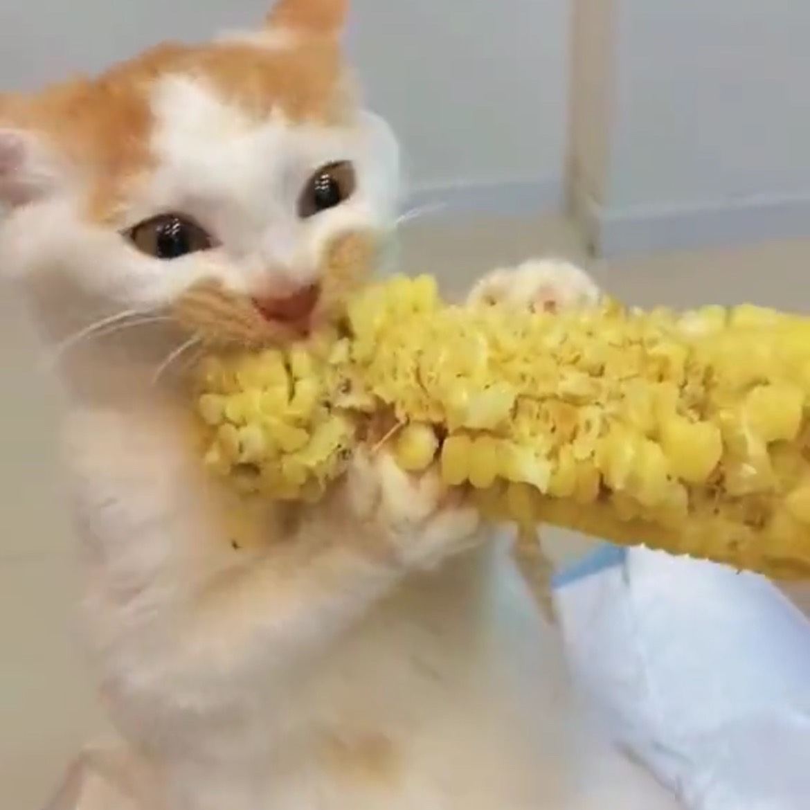 𝐋 만의 꼬냥 🎩 ᶠᴸᴼᵂ