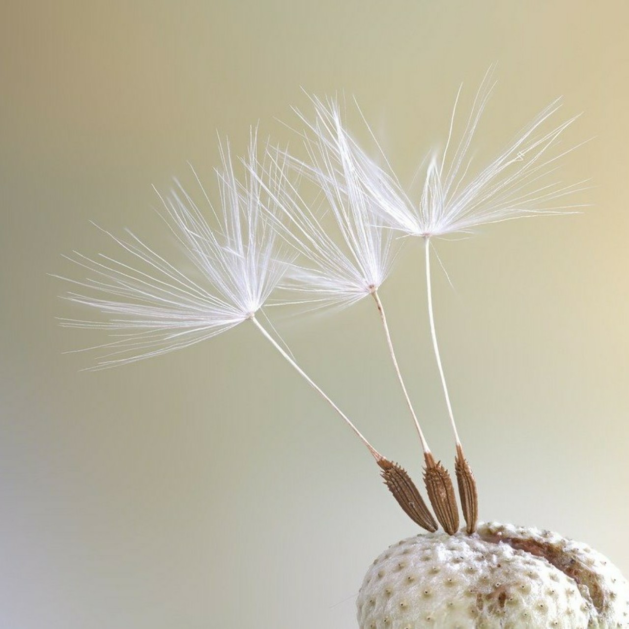 민들레홀씨되어