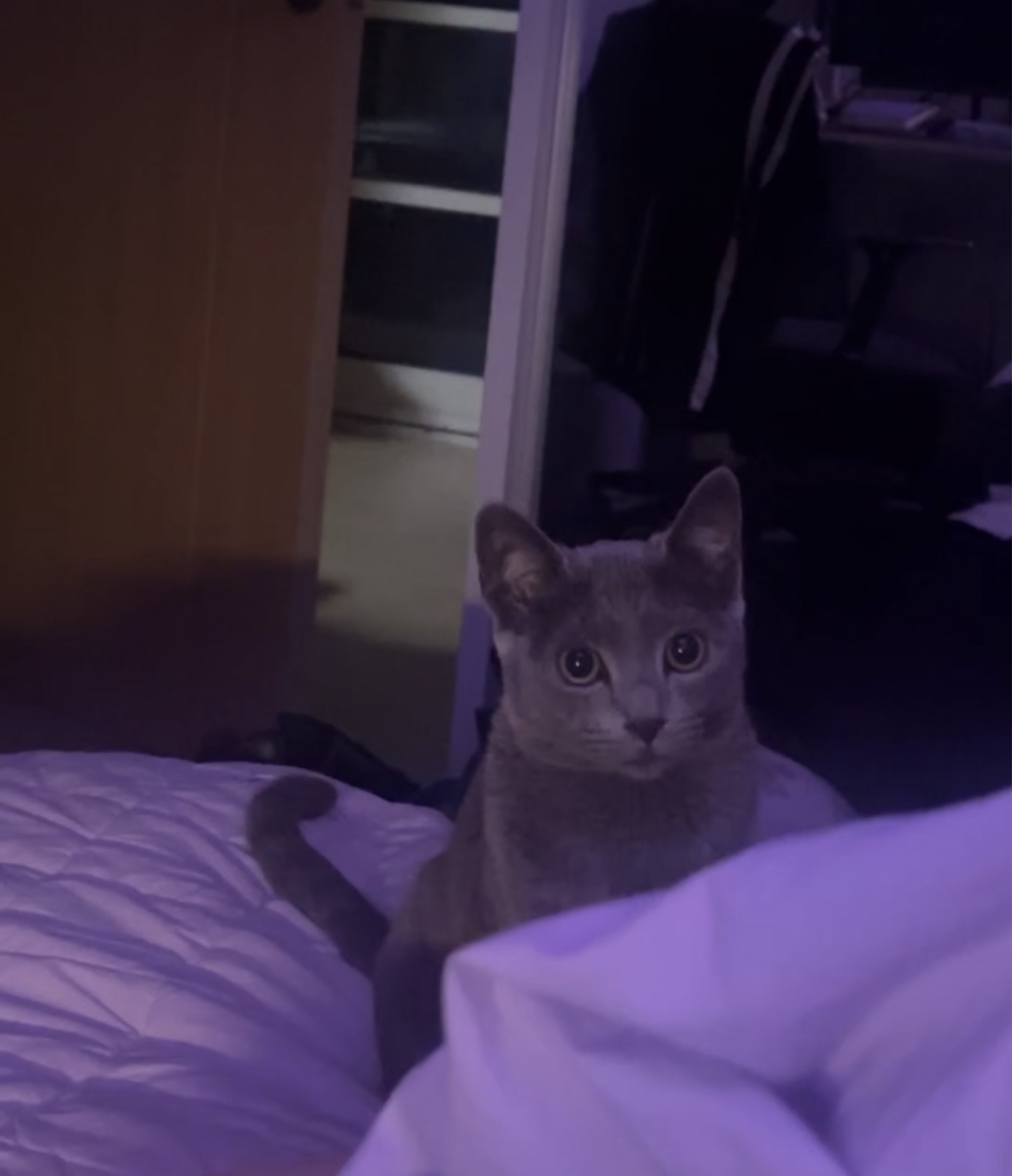 포 도 당 •̆₃•̑