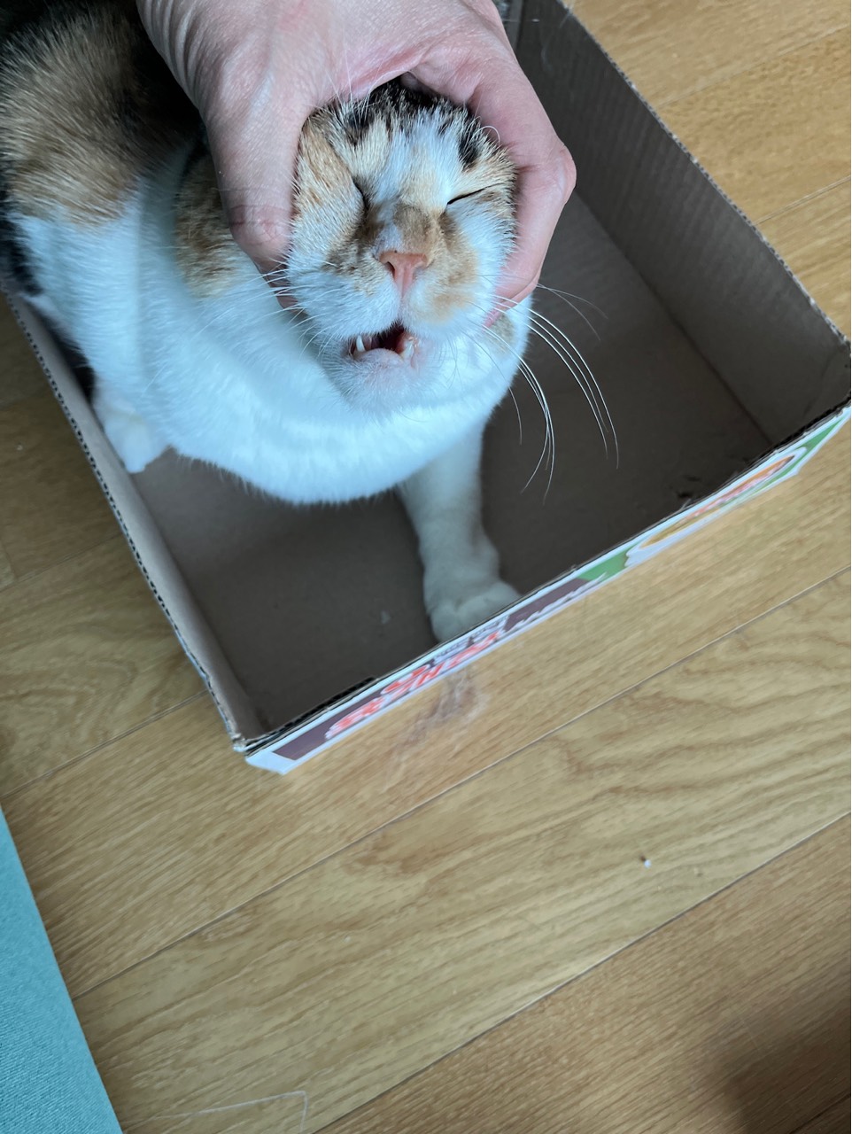 작 꼬 기