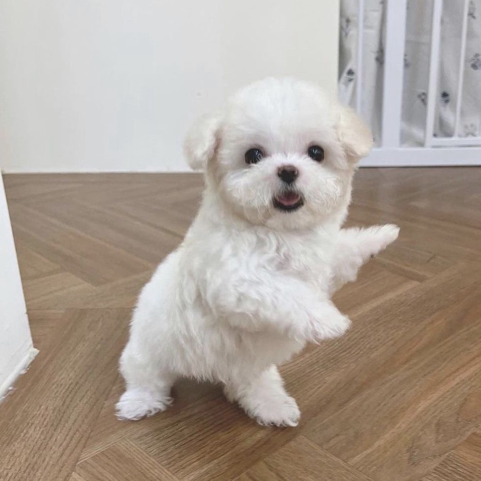 ๑뿌 뿌๑