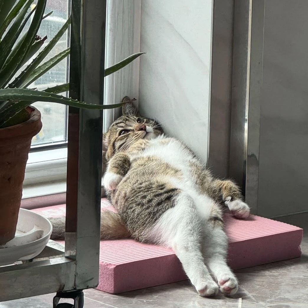 델