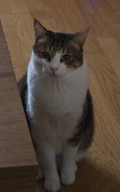 레몬