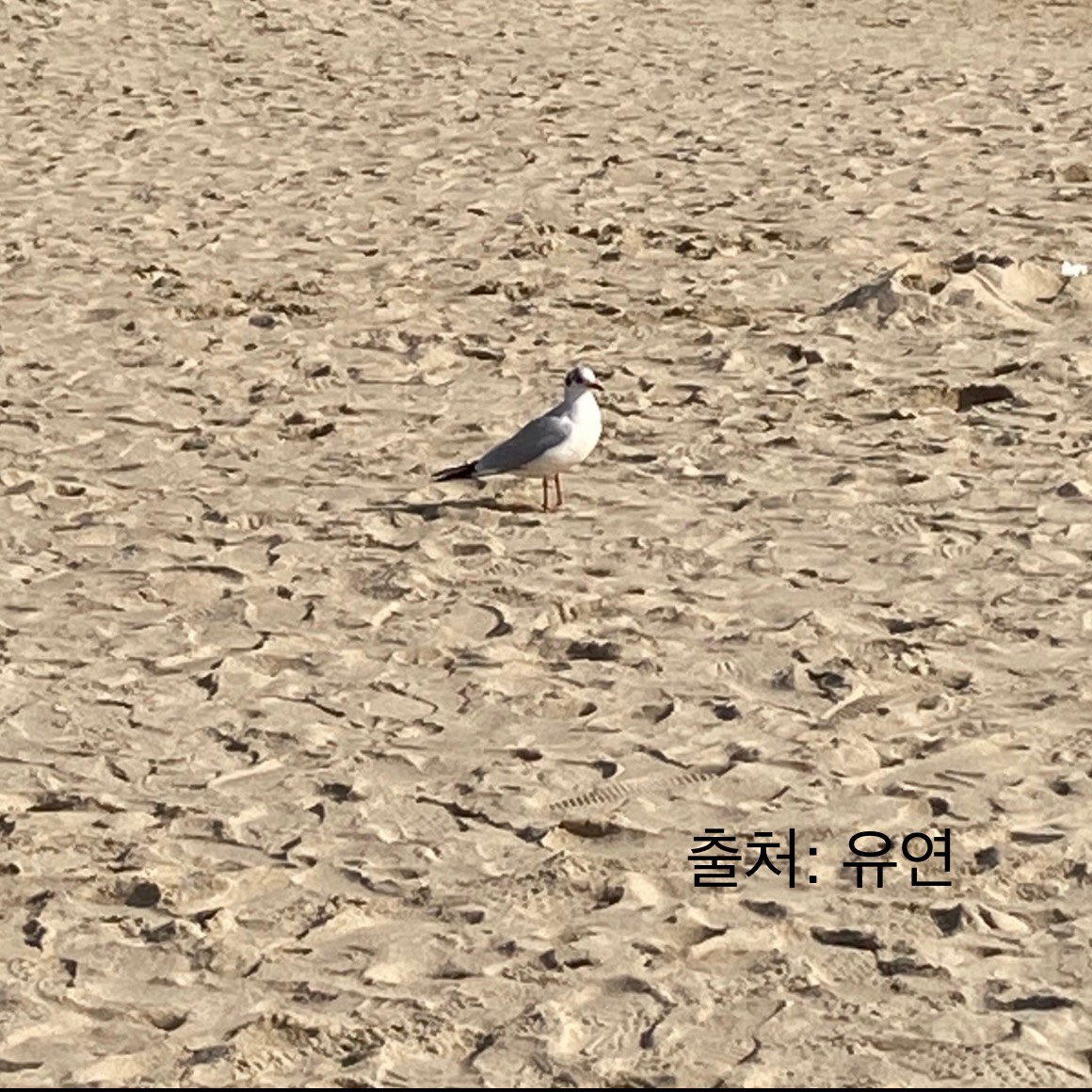 수당 ෆ̌̈