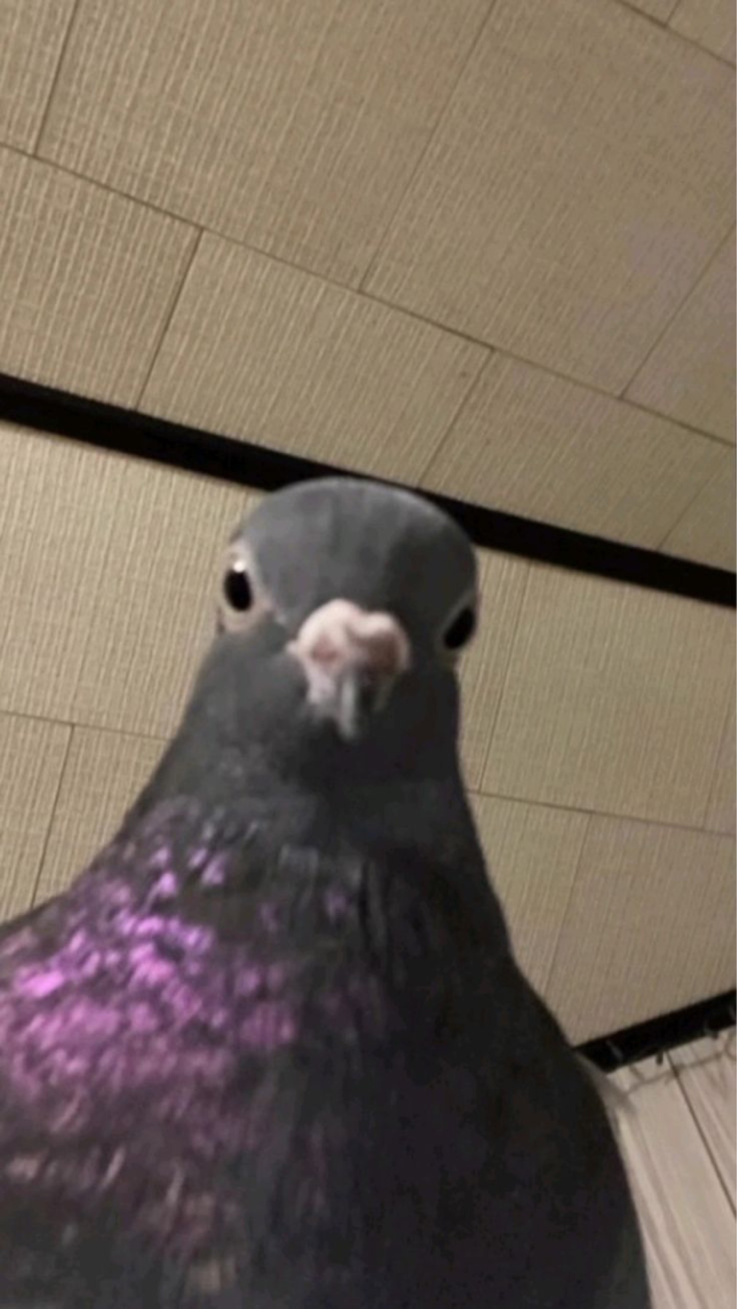 미친잡놈 준_🧡