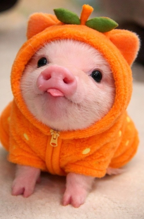 샌귤이꺼 淸意(청의)¹⁰²