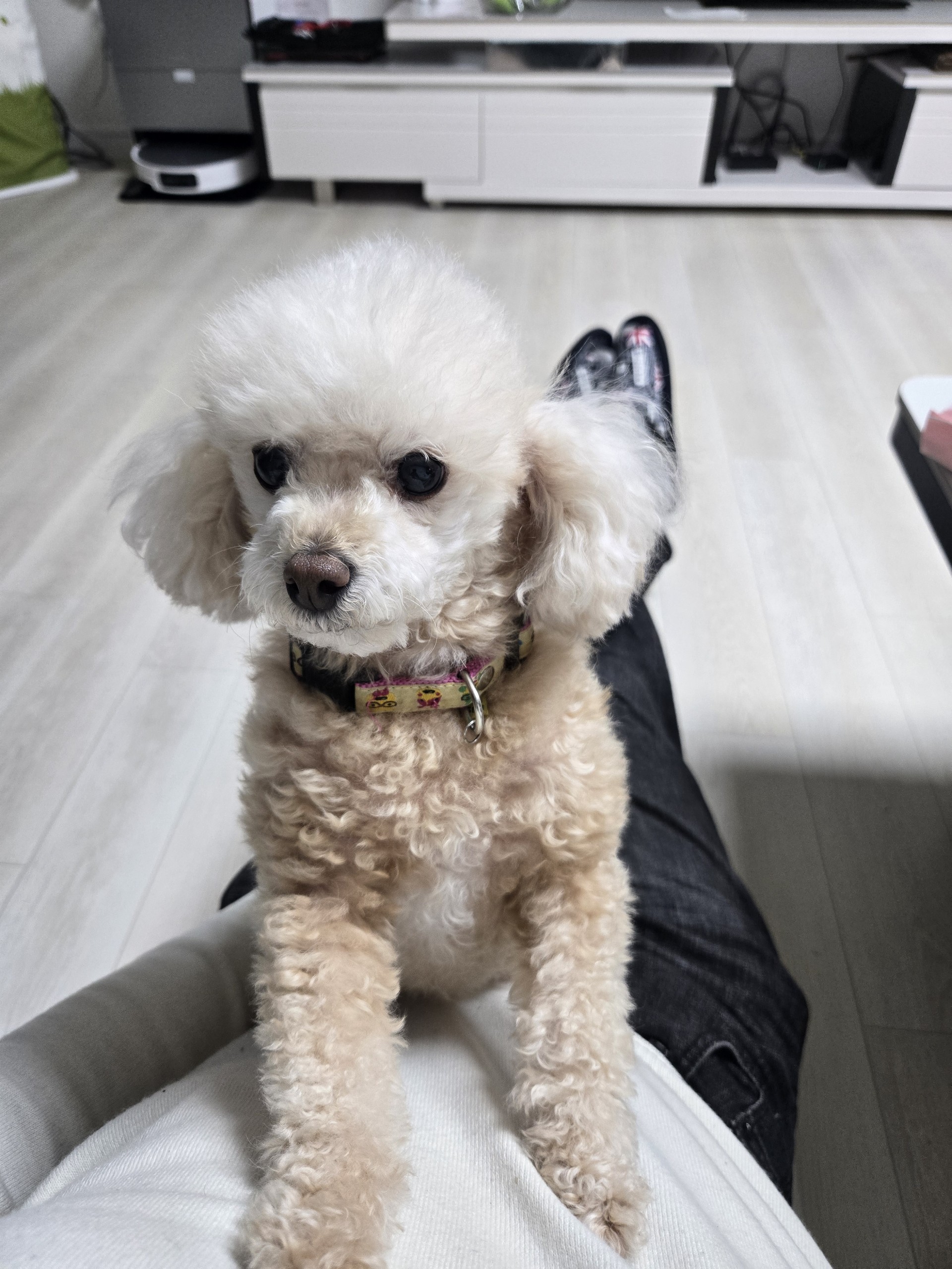 👨🍳🐉 빅보스🔪