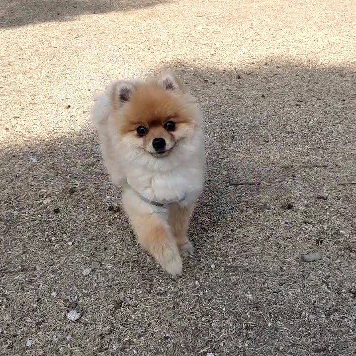 행배