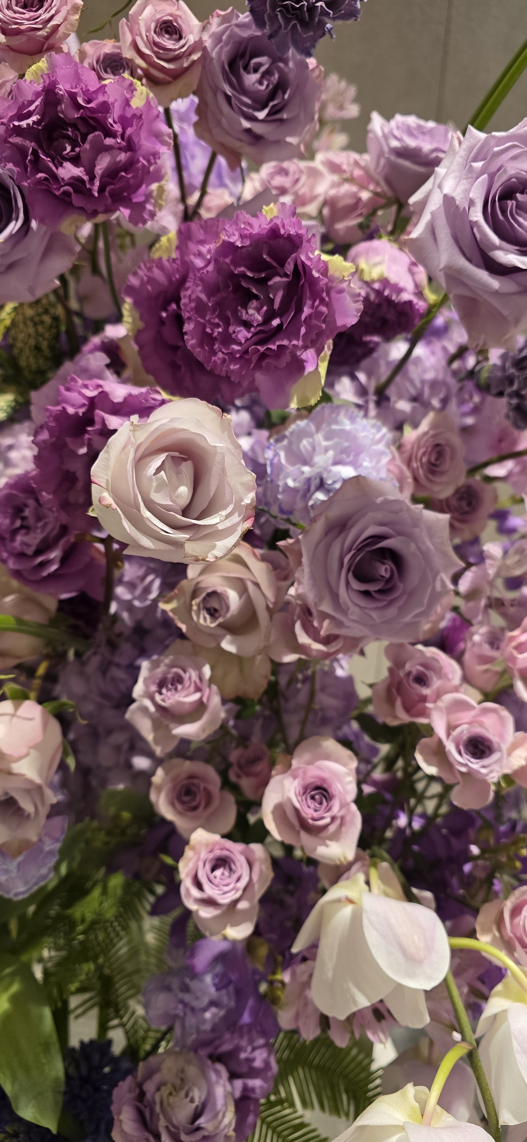 Piaro ᔆʳ♪ˎˊ˗