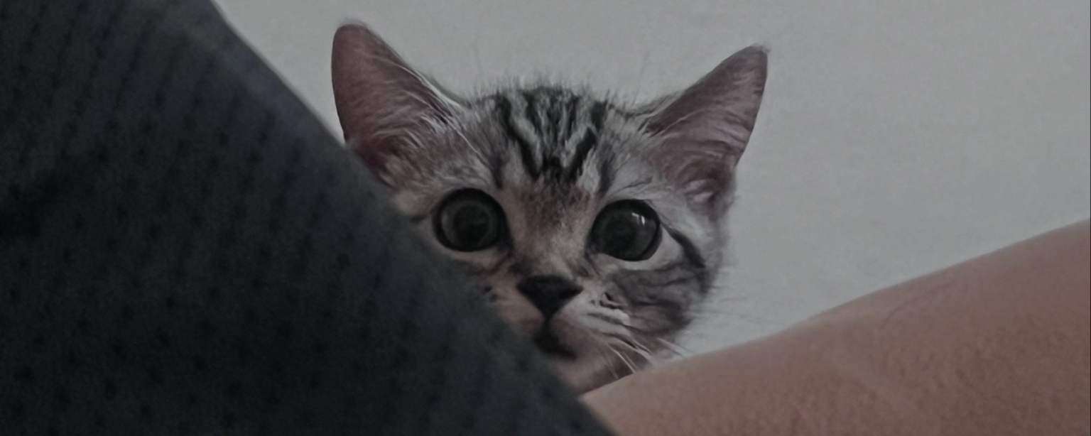 석피디