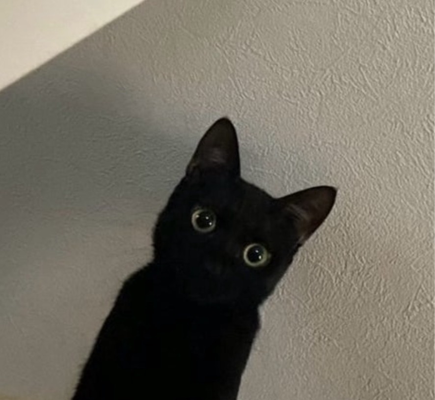 meow