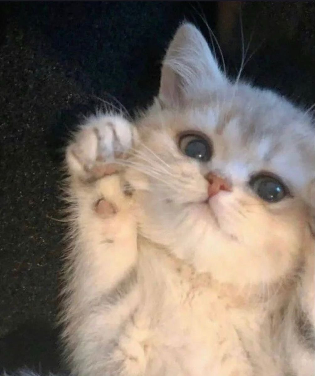 냥이 ໂ‧͡‧̫ໃ ❥