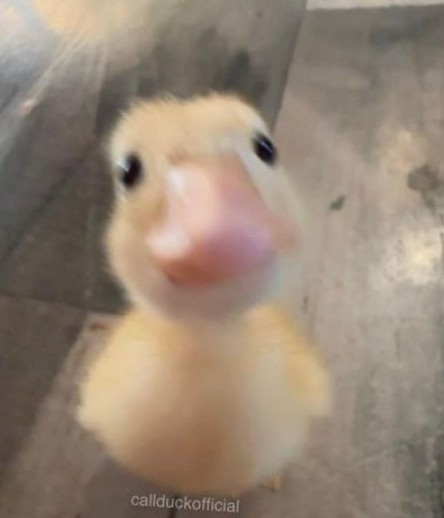 〘𝓂ℴℴ𝓃〙하루