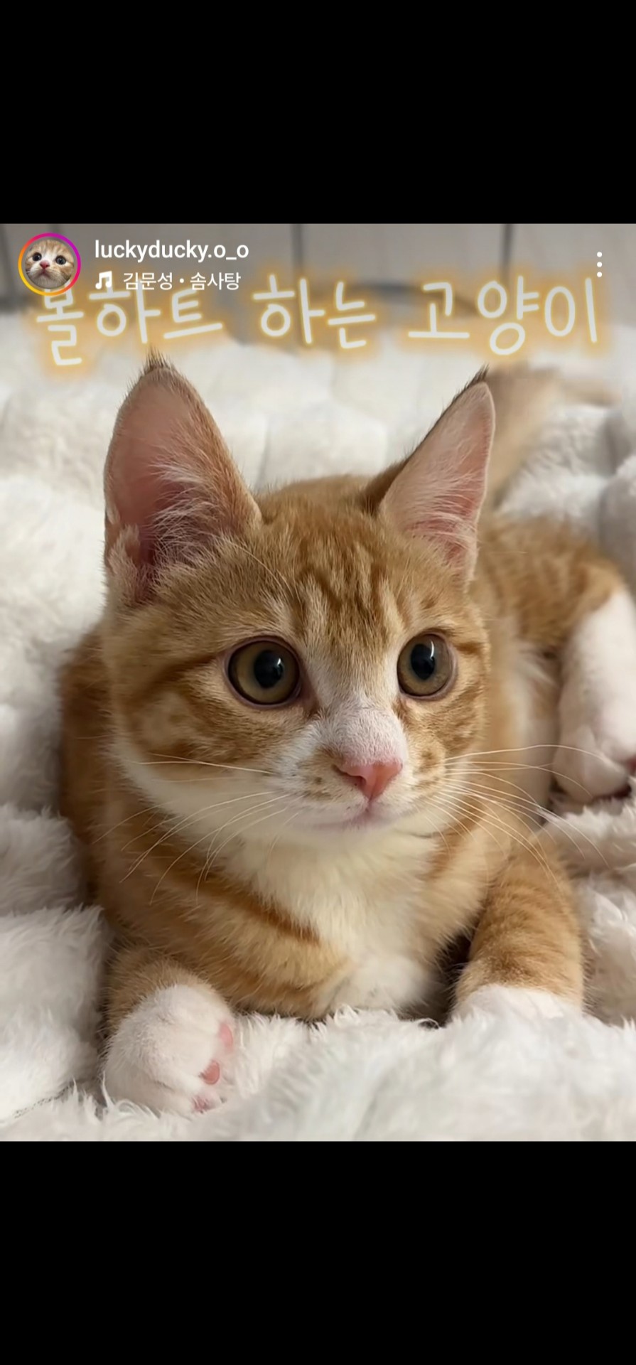 레전드 뀨우💖'ㅅ ' ?