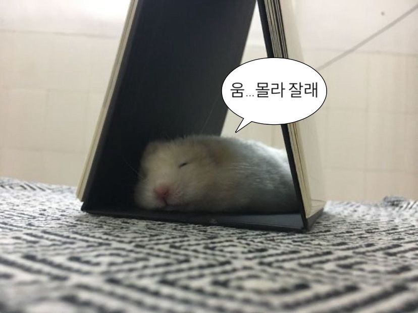 흠냐링 ᶻ 𝘇 𐰁
