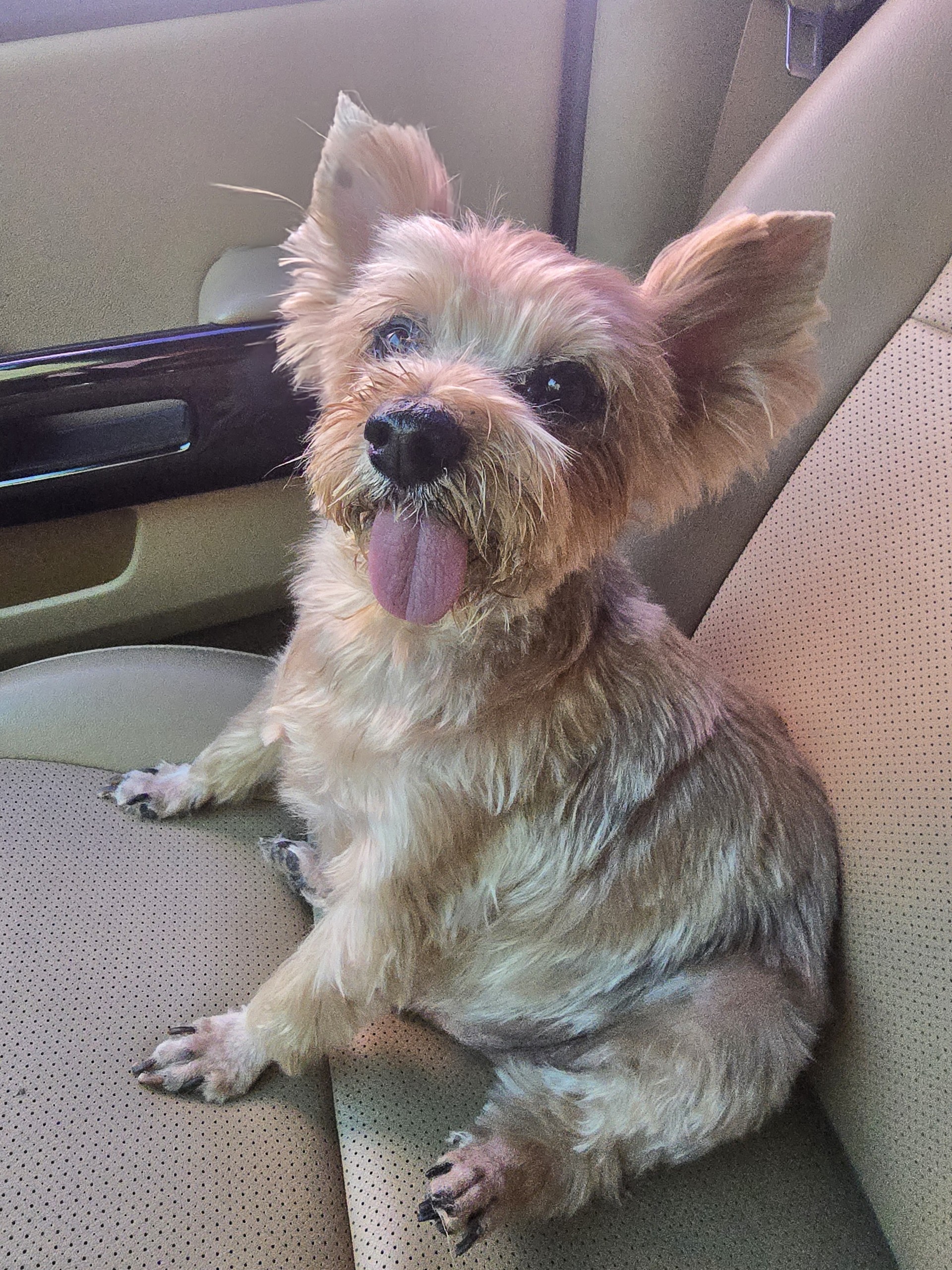 메레디스의 쿵이 🐕