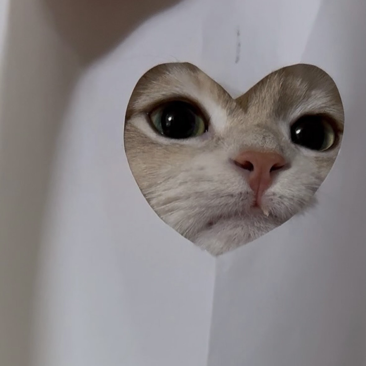 메론빵이메롱